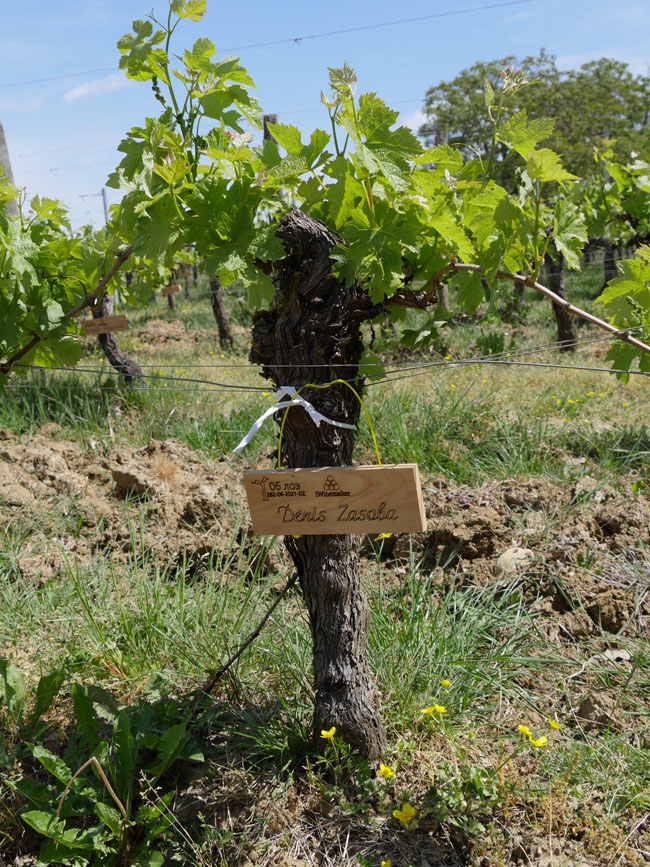 Виноградник на урожай